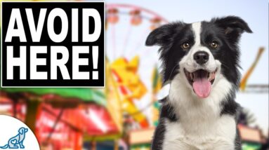 3 Places You Should NEVER Take Your Dog