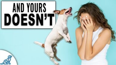 4 Reasons Everyone Else's Dog Listens To Them...