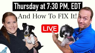 5 Signs You Have A Dog Training "Leadership" Problem