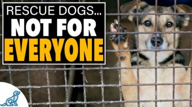 An HONEST Conversation About Rescue Dogs