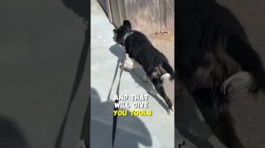 Can I STOP My Puppy From Eating EVERYTHING?