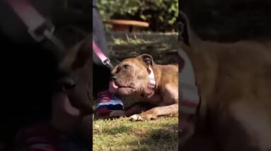 Does your dog shut down on the walk? This is how to fix that!