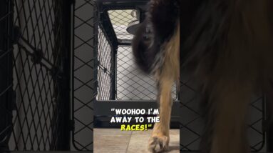 Does Your Puppy NOT Want To Leave Their Crate?