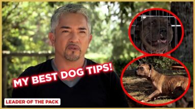 Learn the Basics of Dog Training (Staffordshire Bull Terrier) | Leader of the Pack