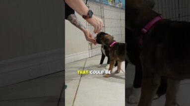 Every Dog Has A Very Different Personality