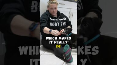 How Do I Train 2 New Puppies at the Same Time?