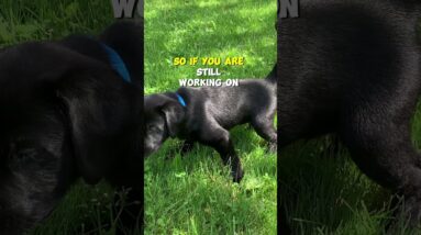 How To AVOID Accidents In Your Dog's Crate