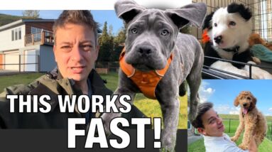 How to Potty Train Your Dog FAST! Updated for 2024!