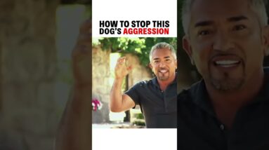 How to stop this dog’s aggression!