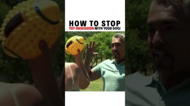 How To Stop Toy Obsession with Your Dog! #dog #dogproblems #dogtraining