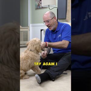 How To Teach A Dog To Shake - A - Paw