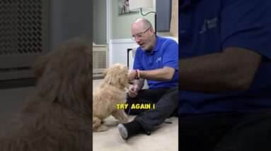 How To Teach A Dog To Shake - A - Paw
