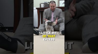 How To Tire Your Puppy Out Before Work