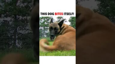 I meet a dog that bites itself!