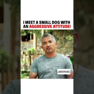 I meet a small dog with an aggressive attitude! 🐕