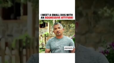 I meet a small dog with an aggressive attitude! 🐕