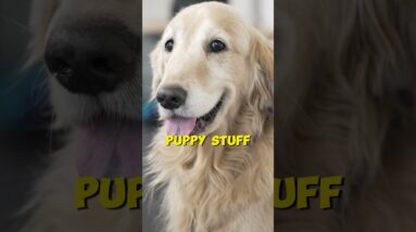 Is There a MAGICAL Age to Start Dog Training?