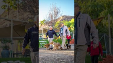 I wanted to walk dogs for a living every since I was a little kid. ❤️