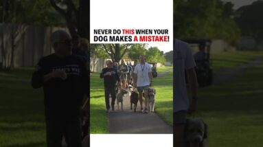 Never do this when your dog makes a mistake ❗️