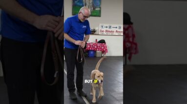 Training A Pig 🐷 Is No Different From Teaching A Dog 🐕