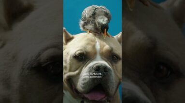 No matter the problem, every human and dog can learn to do better.