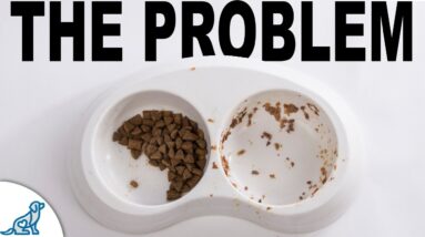 The #1 Mistake Dog Owners Make Feeding...