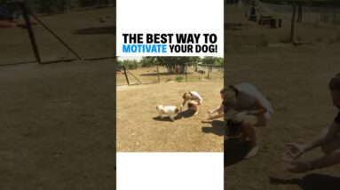 The best way to motivate your dog! #dog #dogproblems #cesarmillan