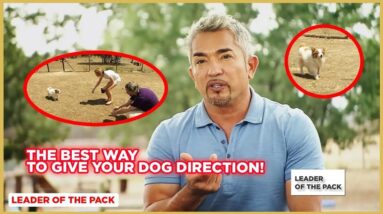 The Best Way to Motivate Your Dog | Leader of the Pack