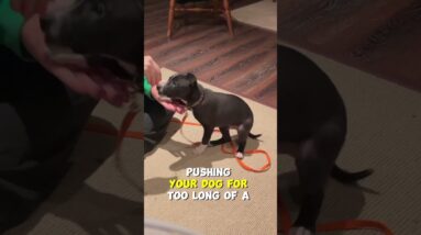 The MOST ASKED Question in Dog Training