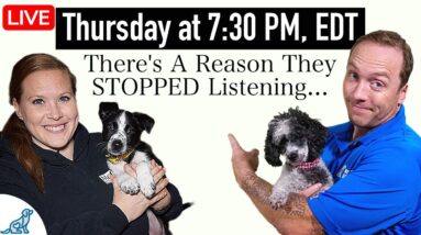 The Unpopular Truth About Your Dog’s “Teenage Phase”