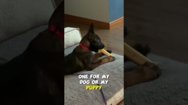 What Can I Leave in My Dog's Crate While I'm Gone?