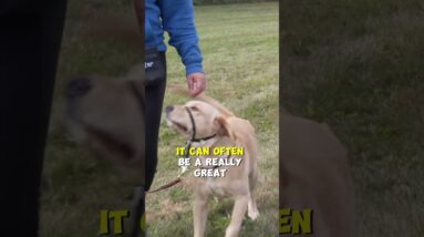 What If I Can't Use A Dog Collar?