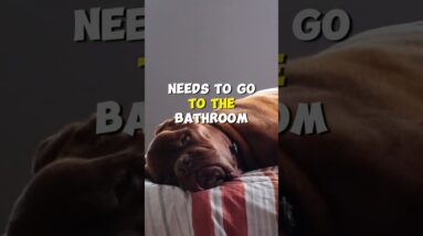 What if My Puppy Needs to Go In the Middle of the Night?