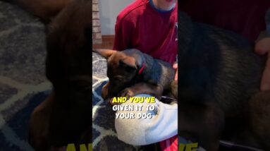 What Type Of Dog Bone Do You Recommend?