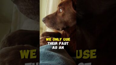 You Can Train ANY Dog!