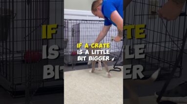 You Should Have MORE Than 1 Crate for your Puppy!