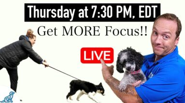 5 Tips To Get More Focus When Training Your Dog Outside