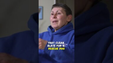 Building TRUST And CONFIDENCE With Your Dog Is KEY