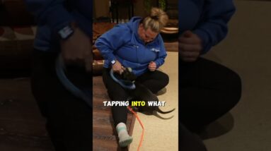 Dog Training ISN'T All About Food?