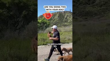 Have you allowed your dog to explore too much?