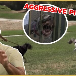 I meet an Aggressive Pitbull | Cesar 911
