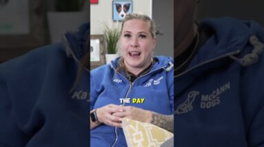 Meal Time Can Be Dog Training Time!