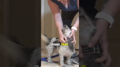 PERFECT Practice Makes Perfect in Dog Training