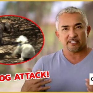 Stopping an Aggressive Dog Attack | Cesar 911
