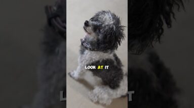 The Important VALUE OF FOOD In Dog Training