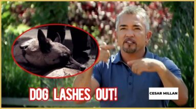 "The Worst Dog She Has Ever Seen" | Leader of the Pack