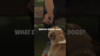 What does Cesar Millan feed his dogs?