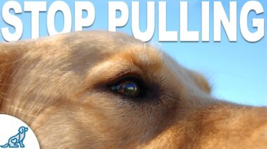 Without THIS The Leash Pulling WON'T Stop!