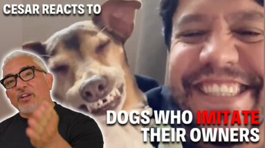When Dogs Start Acting Like Their Owners?! You Have to See This! | Cesar Reacts