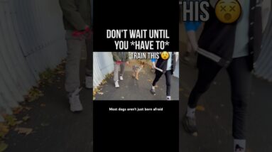 Do Not Wait Until You *Have To* Train This 😵 #dogtraining #puppytraining #traineddogs